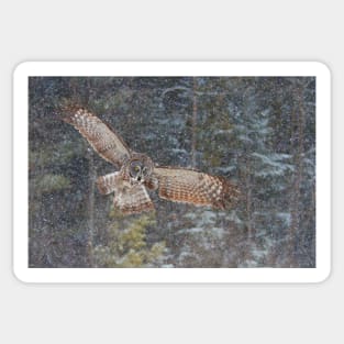 Great Grey Owl Sticker